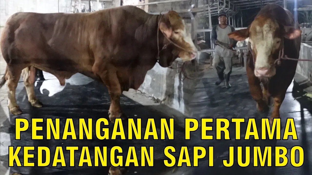 
                                 Penanganan-Kedatangan-Sapi-Jumbo-1-Ton-Up-Di-Sapibagus-Farm